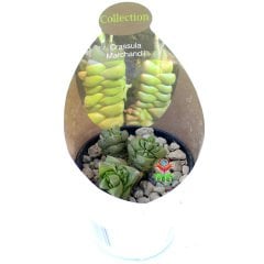 Crassula Marchandii -Rengi Kırmızılarşır Çok Nadir Tür Sukulent-6,5 cm Saksıda