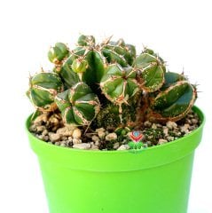 Euphorbia Officinarum subs. Echinus -Çok Nadir Tür Kaktüs-13 cm Saksıda