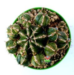 Euphorbia Officinarum subs. Echinus -Çok Nadir Tür Kaktüs-13 cm Saksıda