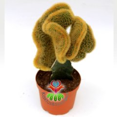Sıradışı Kaktüs,Hildewintera Aureispina Cristata Aşılı-8,5 cm saksıda-Teraryum,Sukulent,Kaktus