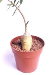 Fockea Edulis-Heykel Caudex Gövdeli Bonsai Özel Tür -8 cm Saksıda