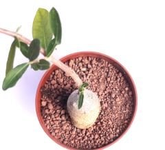 Fockea Edulis-Heykel Caudex Gövdeli Bonsai Özel Tür -8 cm Saksıda