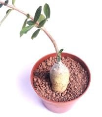Fockea Edulis-Heykel Caudex Gövdeli Bonsai Özel Tür -8 cm Saksıda