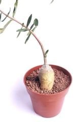 Fockea Edulis-Heykel Caudex Gövdeli Bonsai Özel Tür -8 cm Saksıda