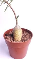 Fockea Edulis-Heykel Caudex Gövdeli Bonsai Özel Tür -8 cm Saksıda