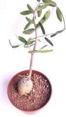 Fockea Edulis-Heykel Caudex Gövdeli Bonsai Özel Tür -8 cm Saksıda