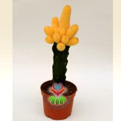 Doğal Sarı Kaktüs,Chamaecereus Silvestrii Variegata Aşılı-8,5 cm saksıda BüyükTeraryum,Sukulent