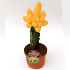 Doğal Sarı Kaktüs,Chamaecereus Silvestrii Variegata Aşılı-8,5 cm saksıda BüyükTeraryum,Sukulent