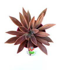 Echeveria ''Rusby''-Mor Renkli Özel Sukulent -8,5 cm Saksıda
