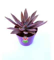 Echeveria ''Rusby''-Mor Renkli Özel Sukulent -8,5 cm Saksıda
