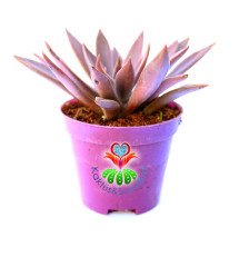 Echeveria ''Rusby''-Mor Renkli Özel Sukulent -8,5 cm Saksıda