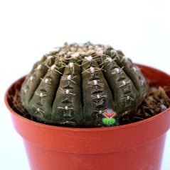 Gymnocalycium Ragonesei-Kahverengi Renk Çok Nadir Tür Kaktüs-5,5 cm Saksıda