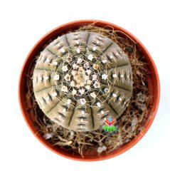 Gymnocalycium Ragonesei-Kahverengi Renk Çok Nadir Tür Kaktüs-8,5 cm Saksıda