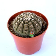 Gymnocalycium Ragonesei-Kahverengi Renk Çok Nadir Tür Kaktüs-5,5 cm Saksıda