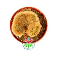 Hildewintera Aureispina Cristata 5,5 Saksıda Nadir Tür Kaktüs