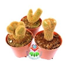 Hildewintera Aureispina Cristata 5,5 Saksıda Nadir Tür Kaktüs