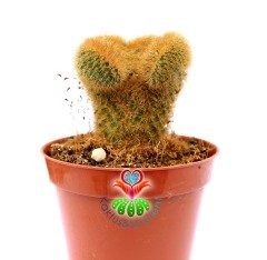 Hildewintera Aureispina Cristata 5,5 Saksıda Nadir Tür Kaktüs
