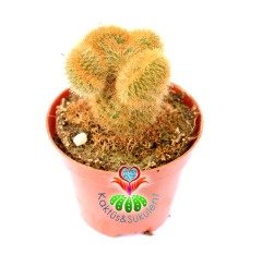Hildewintera Aureispina Cristata 5,5 Saksıda Nadir Tür Kaktüs
