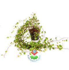 Muehlenbeck Com Maor-Minik Yapraklı Sarkan Çok Şık Ev Çiçeği 30 cm Uzunluk-10,5 cm Saksı-Bakımı Kolay