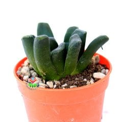 Haworthia Truncata- Çok Nadir Özel Tür Sukulent-6,5 cm Saksıda