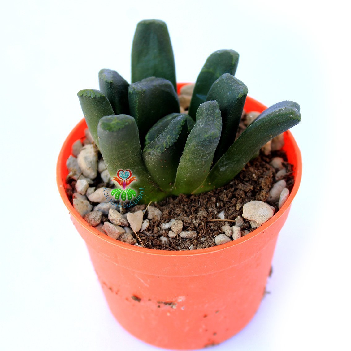 Haworthia Truncata- Çok Nadir Özel Tür Sukulent-6,5 cm Saksıda