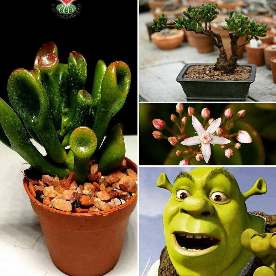 Sukulent, Crassula Ovata Gollum- Shrek Kulağı - 5,5 cm saksıda -İthal Saksı Dolusu