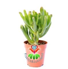 Sukulent, Crassula Ovata Gollum- Shrek Kulağı - 5,5 cm saksıda -İthal Saksı Dolusu