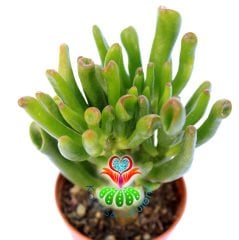 Sukulent, Crassula Ovata Gollum- Shrek Kulağı - 5,5 cm saksıda -İthal Saksı Dolusu