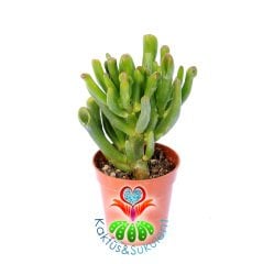 Sukulent, Crassula Ovata Gollum- Shrek Kulağı - 5,5 cm saksıda -İthal Saksı Dolusu