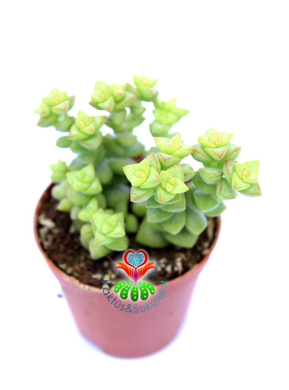 Sukulent, Crassula Rupestris-Dizi Formlu - 5,5 cm saksıda - Sadece Web Sitemizde Uygun Fiyatlı