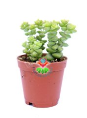 Sukulent, Crassula Rupestris-Dizi Formlu - 5,5 cm saksıda - Sadece Web Sitemizde Uygun Fiyatlı