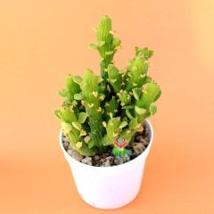 Monadenium Ellenbeckii-Canlı Yeşil Renkli Özel Tür Sukulent-8,5 cm Saksıda