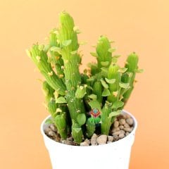 Monadenium Ellenbeckii-Canlı Yeşil Renkli Özel Tür Sukulent-8,5 cm Saksıda