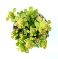 Monadenium Ellenbeckii-Canlı Yeşil Renkli Özel Tür Sukulent-8,5 cm Saksıda