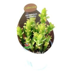 Monadenium Ellenbeckii-Canlı Yeşil Renkli Özel Tür Sukulent-8,5 cm Saksıda