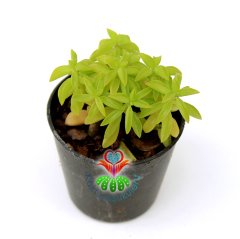 Sukulent, Peperomia Dolabriformis Prayer Pepper (Dua Biber) - 5,5 cm saksıda - Sadece Web Sitemizde Uygun Fiyatlı