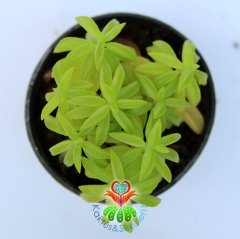 Sukulent, Peperomia Dolabriformis Prayer Pepper (Dua Biber) - 5,5 cm saksıda - Sadece Web Sitemizde Uygun Fiyatlı