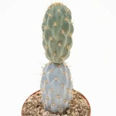 Opuntia Miquelii - Mavi Kaktüs, Çok Nadir Tür Mavi Renk Kaktüs-8,5 cm Saksıda