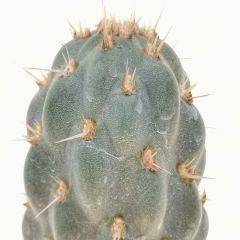 Opuntia Miquelii - Mavi Kaktüs, Çok Nadir Tür Mavi Renk Kaktüs-8,5 cm Saksıda