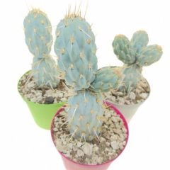Opuntia Miquelii - Mavi Kaktüs, Çok Nadir Tür Mavi Renk Kaktüs-8,5 cm Saksıda