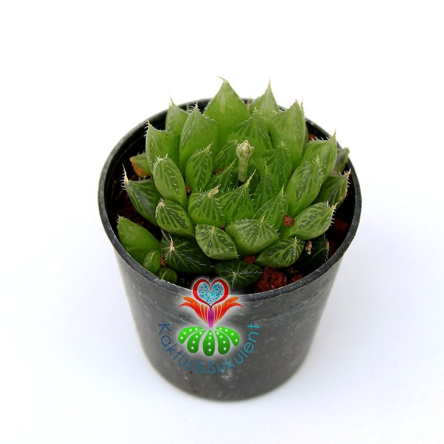 Sukulent, Haworthia Gracilis -Yaprak Uçları Şeffaf - 5,5 cm saksıda - Sadece Web Sitemizde Uygun Fiyatlı