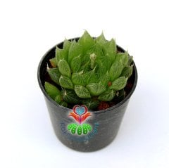 Sukulent, Haworthia Gracilis -Yaprak Uçları Şeffaf - 5,5 cm saksıda - Sadece Web Sitemizde Uygun Fiyatlı