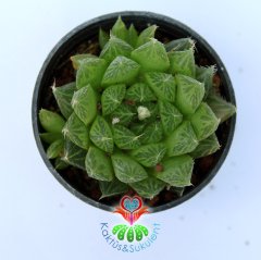 Sukulent, Haworthia Gracilis -Yaprak Uçları Şeffaf - 5,5 cm saksıda - Sadece Web Sitemizde Uygun Fiyatlı