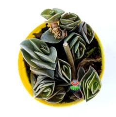 Tradescantia Navicularis-Zincir Bitkisi Telgraf Çiçeği -5,5 cm Saksıda