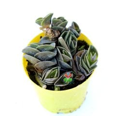 Tradescantia Navicularis-Zincir Bitkisi Telgraf Çiçeği -5,5 cm Saksıda