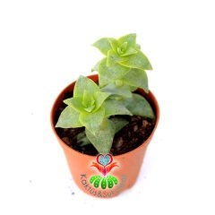 Sukulent,Crassula Perforata -Çapraz Yapraklı- 5,5 cm saksıda - Sadece Web Sitemizde Uygun Fiyatlı