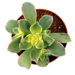 Sukulent, Aeonium Kiwi-Işık Yoğunluğuna Göre Yaprakları Sarılaşır -8,5 cm Saksıda