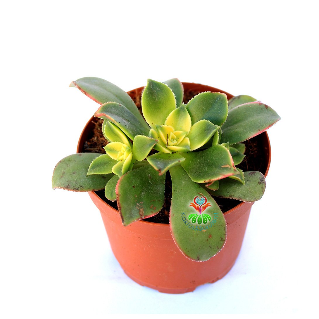 Sukulent, Aeonium Kiwi-Işık Yoğunluğuna Göre Yaprakları Sarılaşır -8,5 cm Saksıda