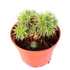 Aloe 'Pepe' - Cüce Rozet Formlu Nadir Tür Sukulent-8,5 cm Saksıda
