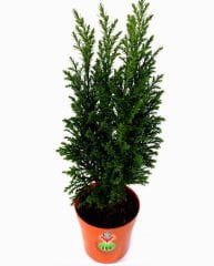 Canlı Mini Çam Ağacı- Salon Çamı Elwoodii (Chamaecyparis Ellwoodii)  8 cm saksıda-Yılbaşı ağacı